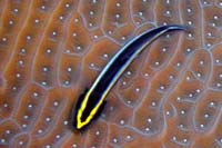 See all pictures for Elacatinus (Gobiosoma) genie