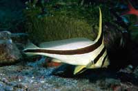 See all pictures for Equetus lanceolatus