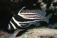 See all pictures for Equetus punctatus
