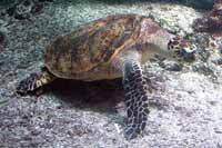 See all pictures for Eretmochelys imbricata