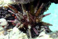See all pictures for Eucidaris tribuloides