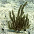 See all pictures for Eunicea sp