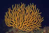 See all pictures for Eunicella cavolinii