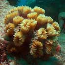 See all pictures for Eusmilia fastigiata