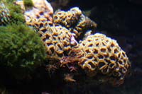 See all pictures for Favia fragum