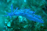 See all pictures for Flabellina affinis