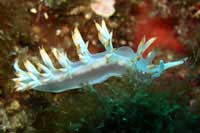 See all pictures for Flabellina babai