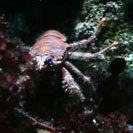 See all pictures for Galathea strigosa