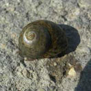 See all pictures for Gibbula umbilicalis