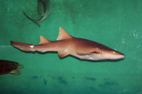 See all pictures for Ginglymostoma cirratum