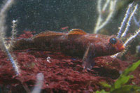 See all pictures for Gobius cruentatus