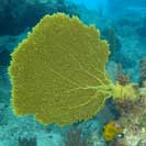 See all pictures for Gorgonia flabellum