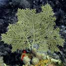 See all pictures for Gorgonia mariae