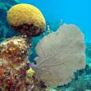 See all pictures for Gorgonia ventalina