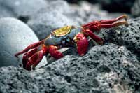 See all pictures for Grapsus grapsus