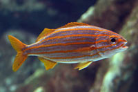 See all pictures for Haemulon chrysargyreum
