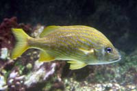 See all pictures for Haemulon flavolineatum
