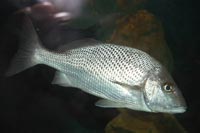 See all pictures for Haemulon parra