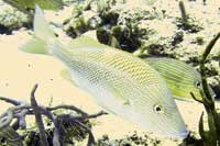 See all pictures for Haemulon plumierii