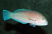 See all pictures for Halichoeres brasiliensis