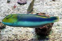 See all pictures for Halichoeres cyanocephalus