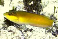 See all pictures for Halichoeres garnoti