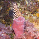 See all pictures for Haliclona aquaeductus