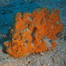 See all pictures for Haliclona cratera