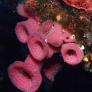See all pictures for Haliclona mediterranea