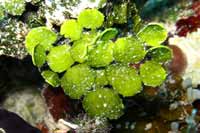 See all pictures for Halimeda discoidea