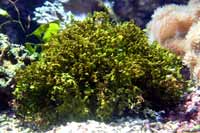 See all pictures for Halimeda opuntia