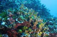 See all pictures for Halimeda tuna