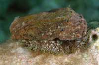 See all pictures for Haliotis tuberculata lamellosa