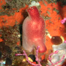 See all pictures for Halocynthia papillosa