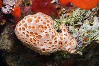See all pictures for Hemimycale columella