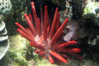 See all pictures for Heterocentrotus mammillatus