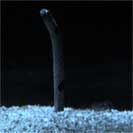 See all pictures for Heteroconger halis (longissimus)