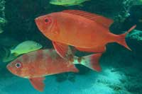 See all pictures for Heteropriacanthus cruentatus