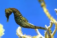 See all pictures for Hippocampus erectus