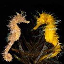 See all pictures for Hippocampus guttulatus