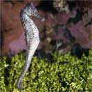 See all pictures for Hippocampus reidi