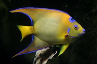 See all pictures for Holacanthus ciliaris
