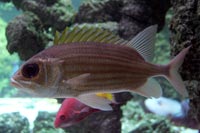 See all pictures for Holocentrus adscensionis