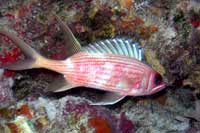 See all pictures for Holocentrus rufus