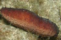 See all pictures for Holothuria forskali