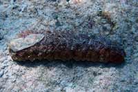See all pictures for Holothuria mexicana