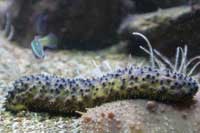 See all pictures for Holothuria polii