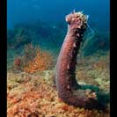 See all pictures for Holothuria stellati