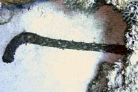 See all pictures for Holothuria thomasi