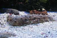 See all pictures for Holothuria tubulosa